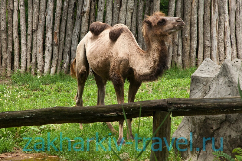 сафари парк краснодар верблюд