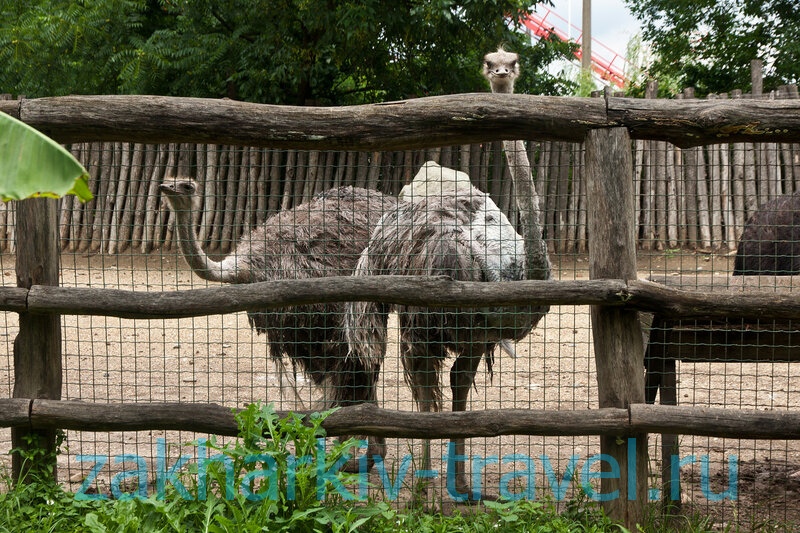 сафари парк краснодар страус
