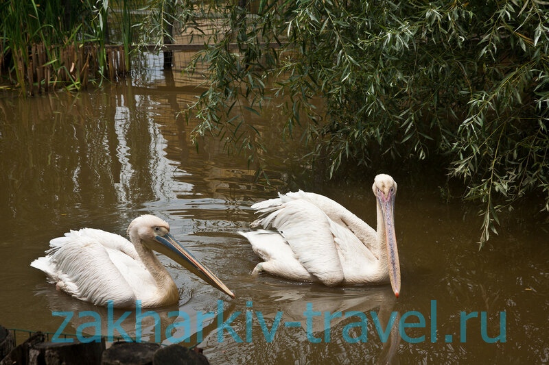 сафари парк краснодар пеликаны
