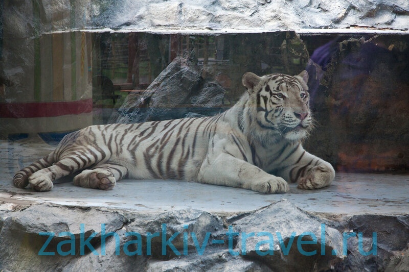 сафари парк краснодар белый тигр