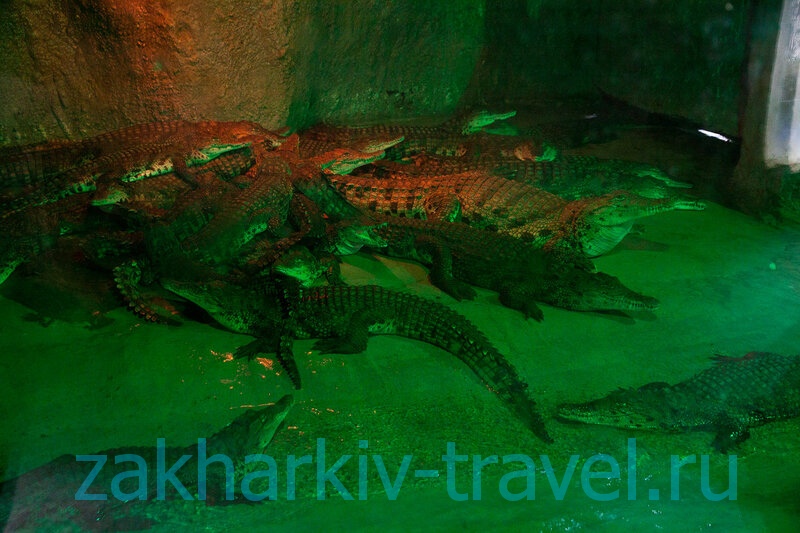 сафари парк краснодар крокодилы