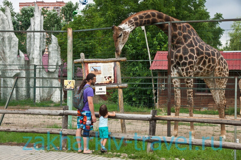сафари парк краснодар жираф